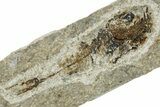 Oligocene Fossil Lanternfish (Eomyctophum) - Poland #374319-1